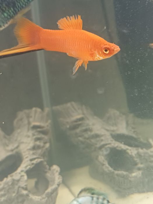 Молинезия и меченосец