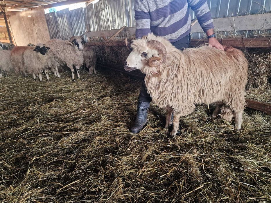 Vând berbec de 2 ani