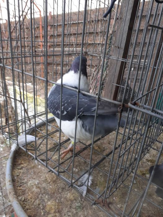 VAND Porumbei strasseri