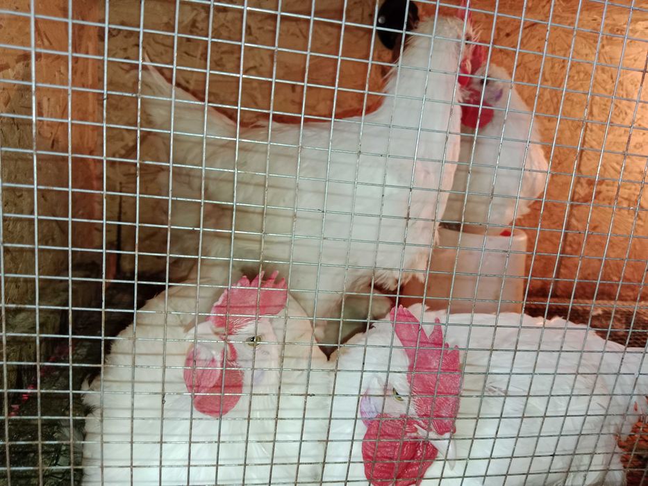 Бресс Гальская порода