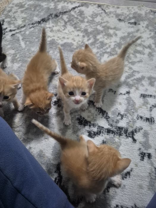 Отдам котят Ащибулак