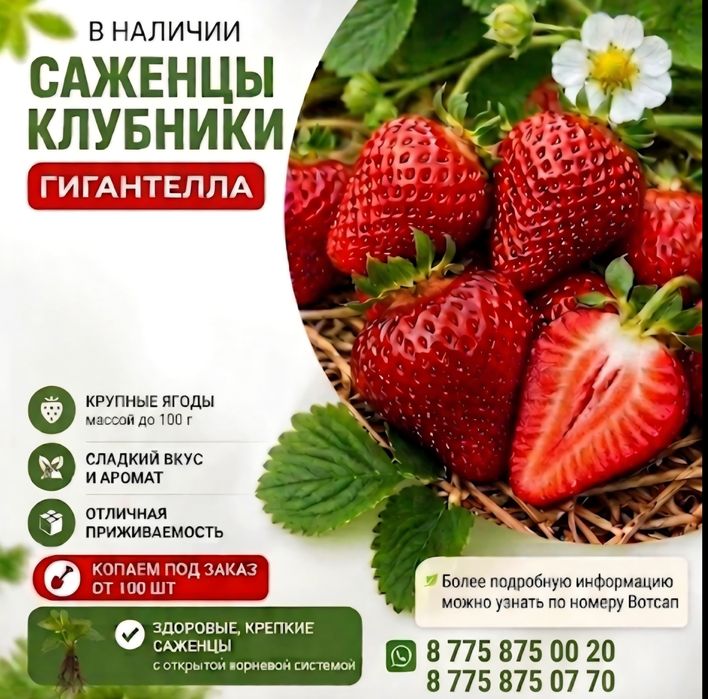Саженцы гигантелла