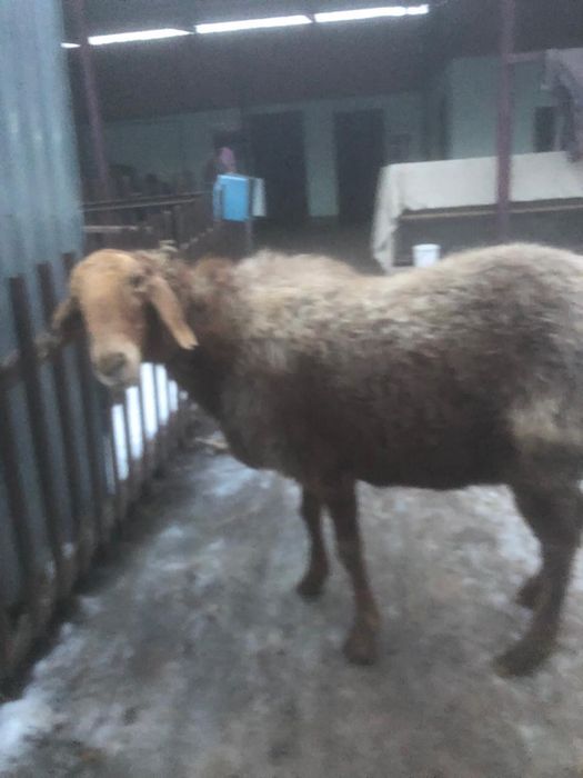 Продам Барана Матка Гисар