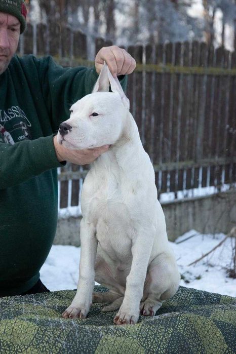 Dog Argentinian 4 luni