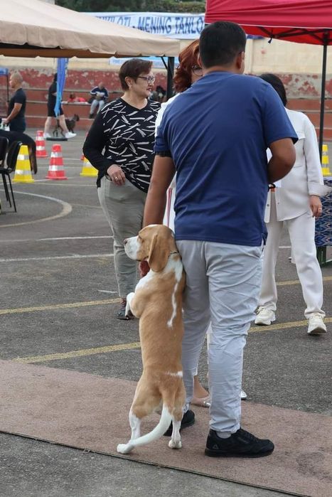 Дрессировка собак