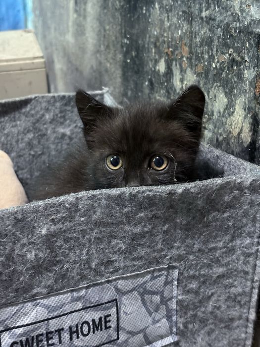 Котику негде жить!