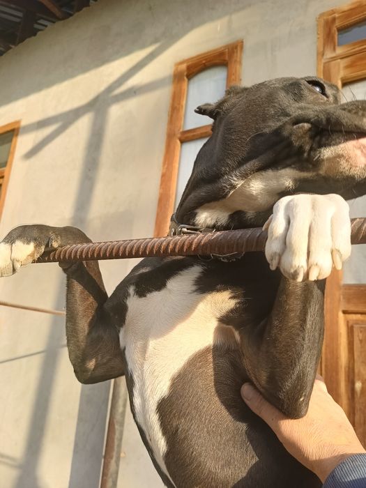 Стаффорд  черный 8 мес