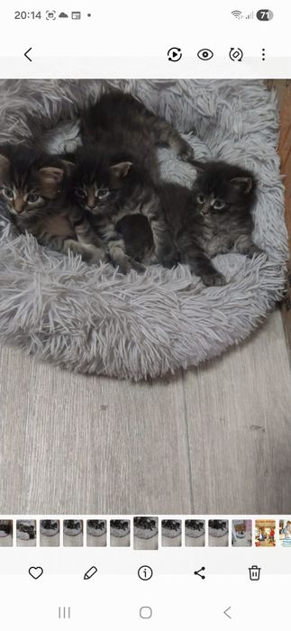 Отдам даром котят,  МАМА Мей кун наполовину