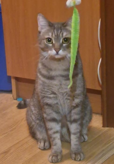 Отдам котика в хорошие руки
