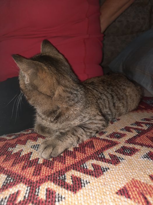 Котенок, ищет дом