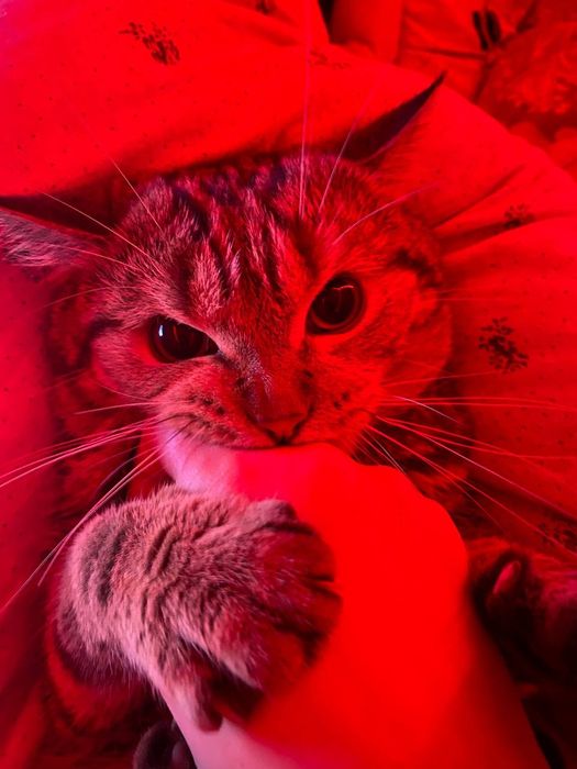 Отдам бесплатно кошку и кота