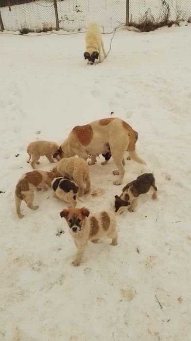 Donez căței kangal ciobănesc