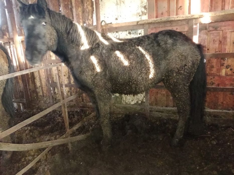 Продам откормленный тай