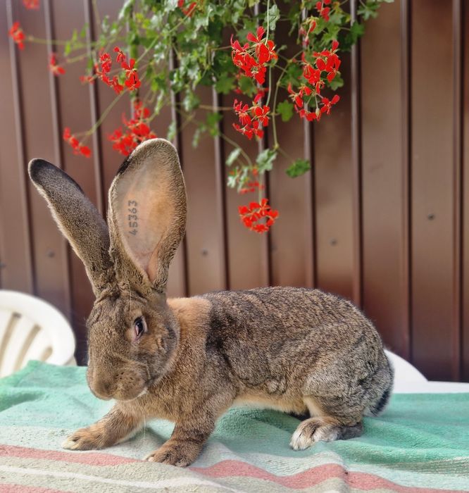 Iepuri uriasi gri german