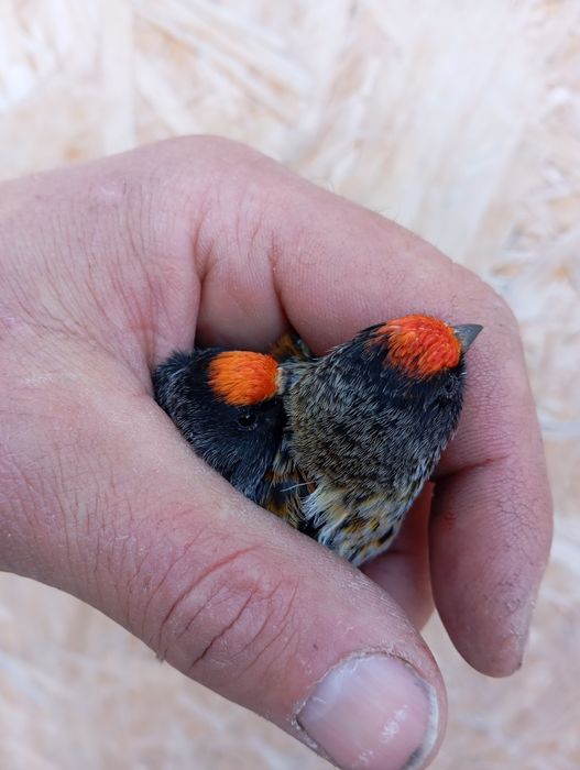 Продам выдержанную птицу