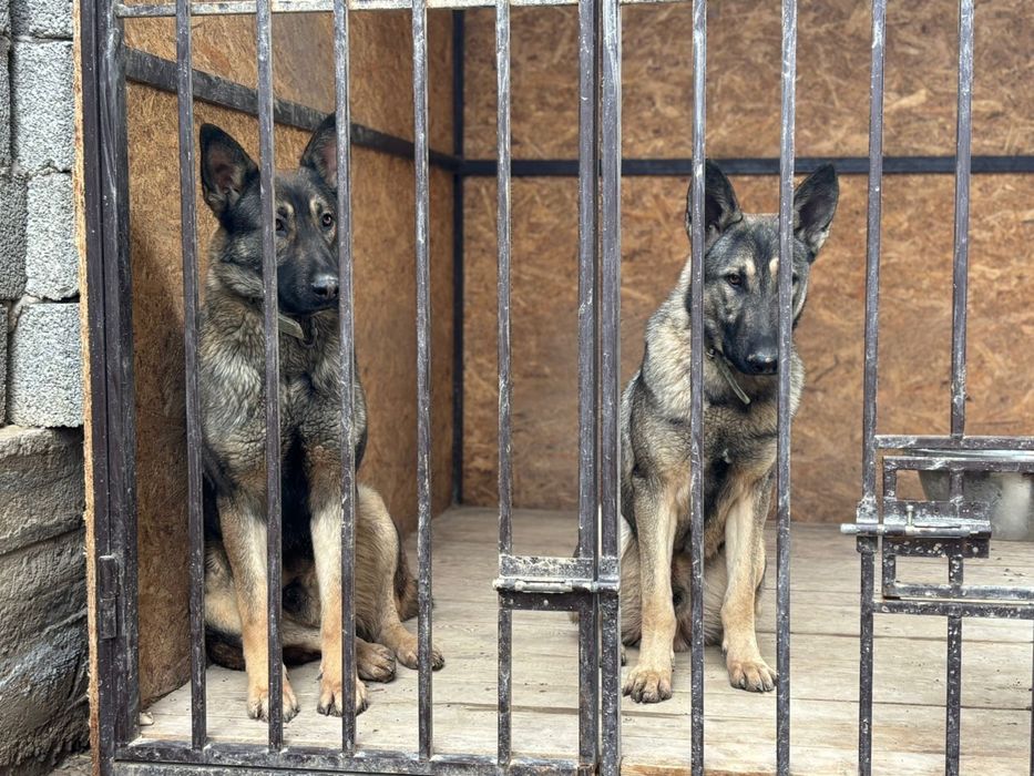 Щенки овчарки, 12 мес