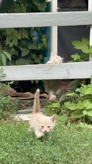 Продам 3 котят , по 4000