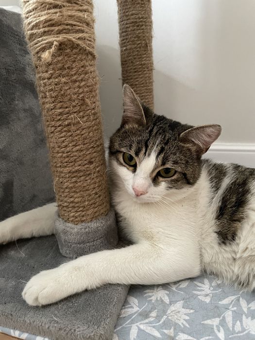 Подарите дом котику