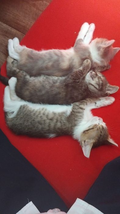 В добрые руки котят