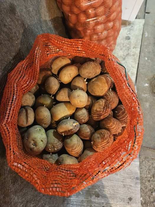 Семена картофеля