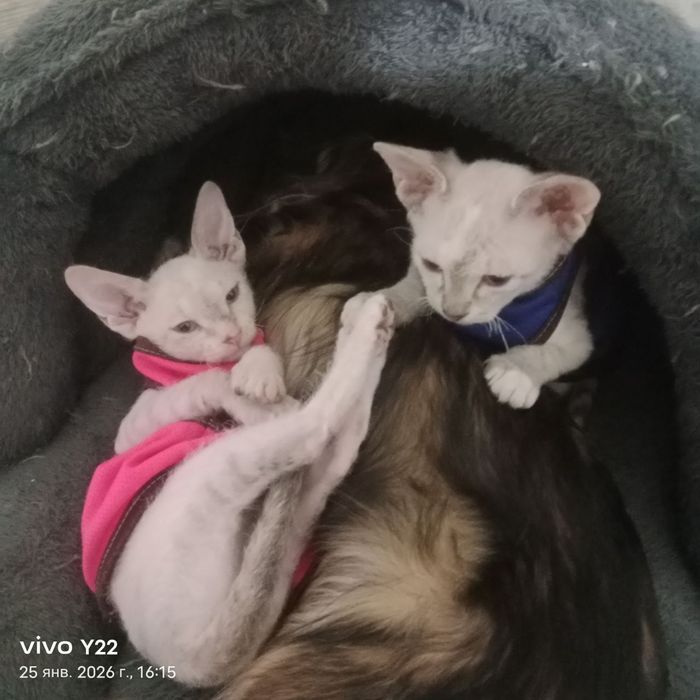 Кошки сфинкс браш