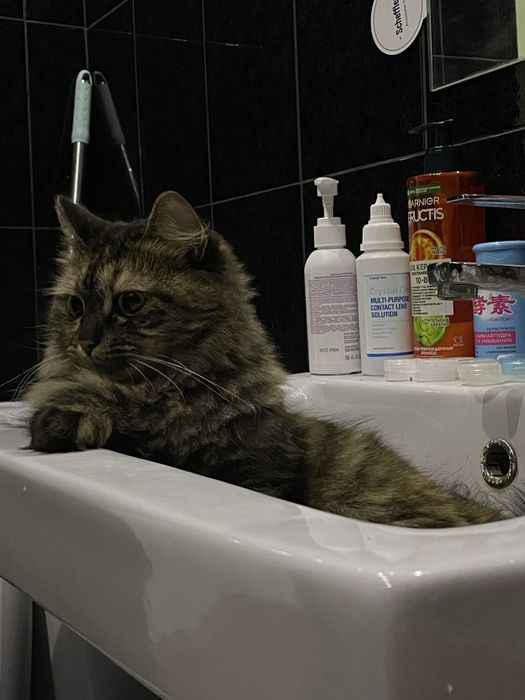 Отдам в добрые руки кота и кошку