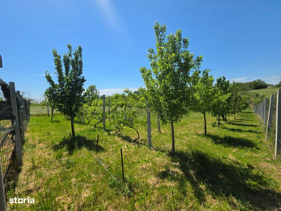 Teren cu livada perfect pentru CASA - 1.200 MP Sat Varlaam, Giurgiu