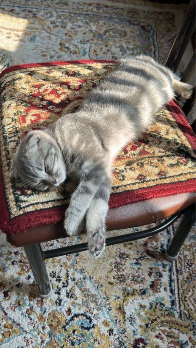 Скотиш страйт веслаухо 3 месеця