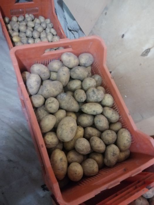 Продаётся дачная картошка