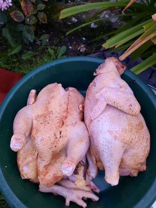 Vand gaini crescute natural,carcasa