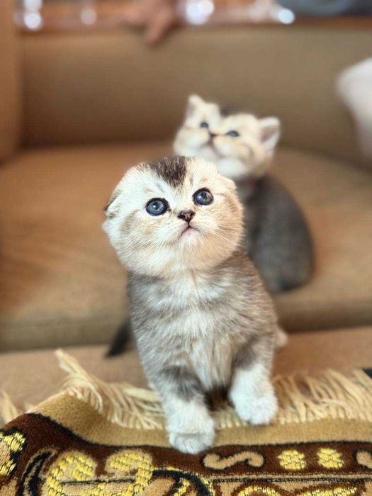 Shinshilla mushukchalar продаётся породистые котята