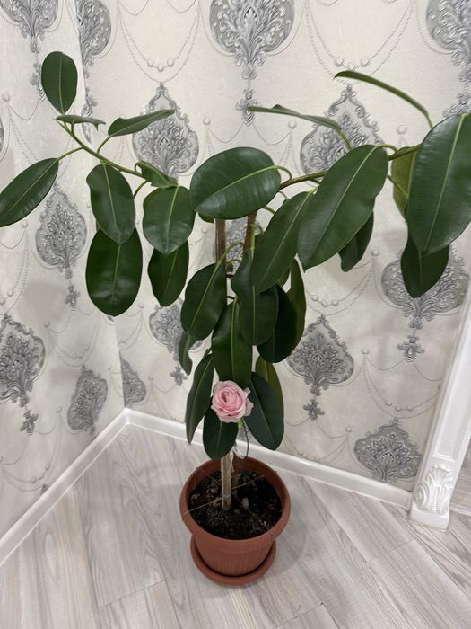 Продам комнатные растения