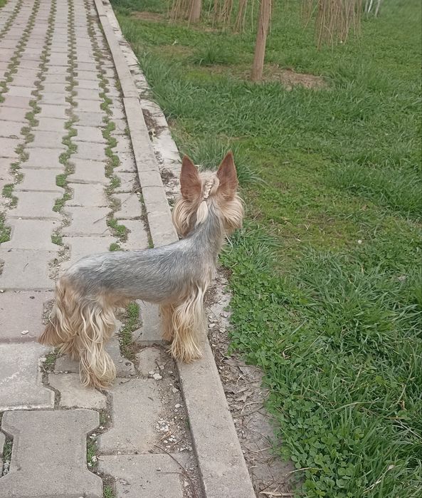 Вязка йоркширский терьер