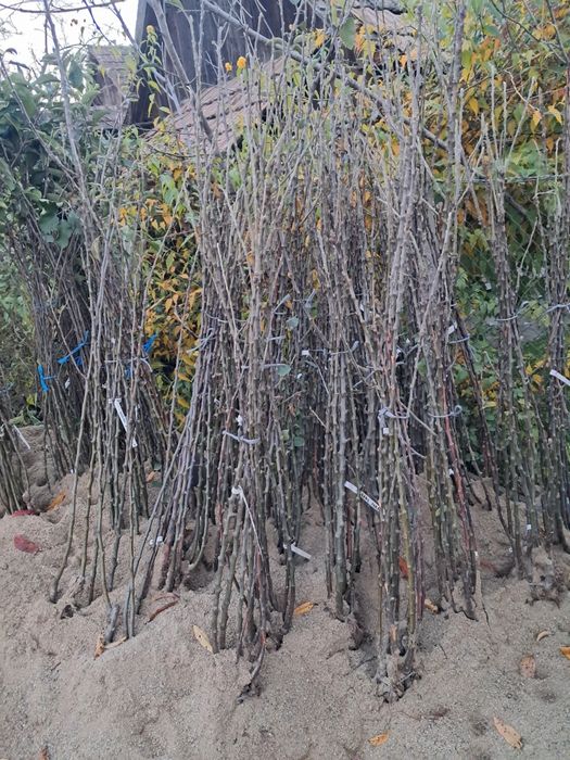 Pomi fructiferi de vanzare