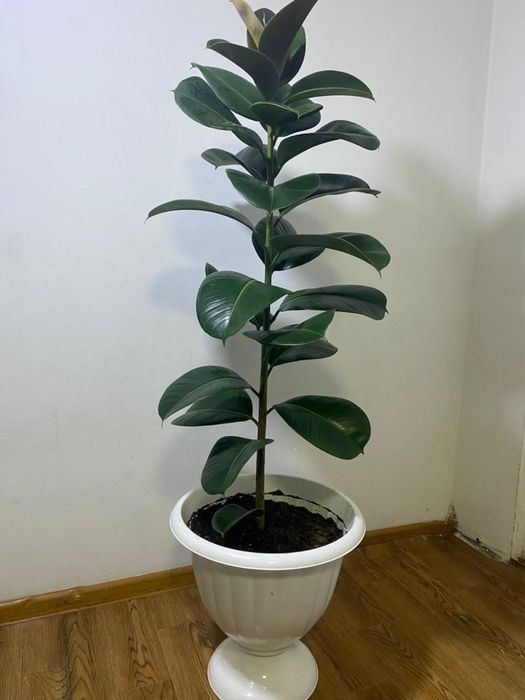 Фикус Робуста.