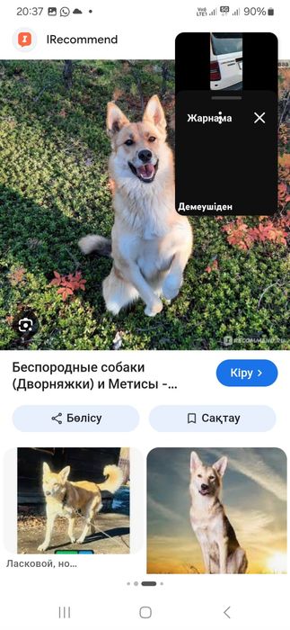 Сабака звонок четыре года
