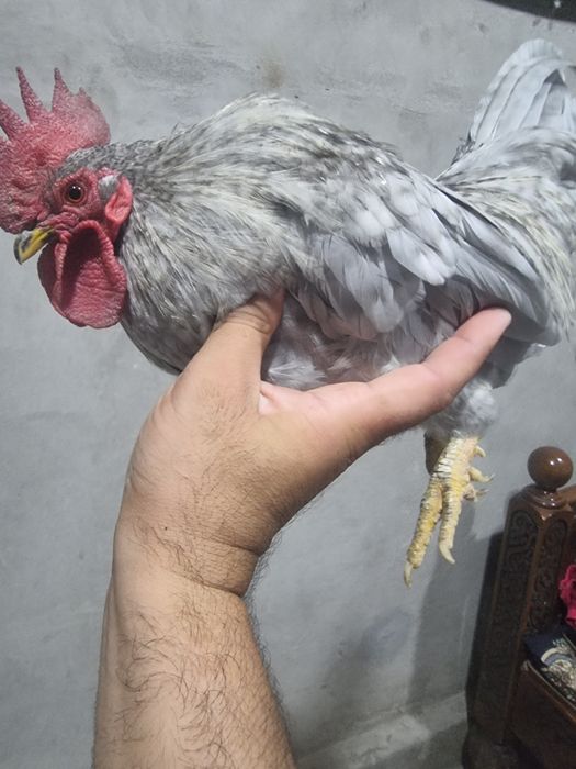 Srchno shabo zoti tozza  xoroz sotiladi