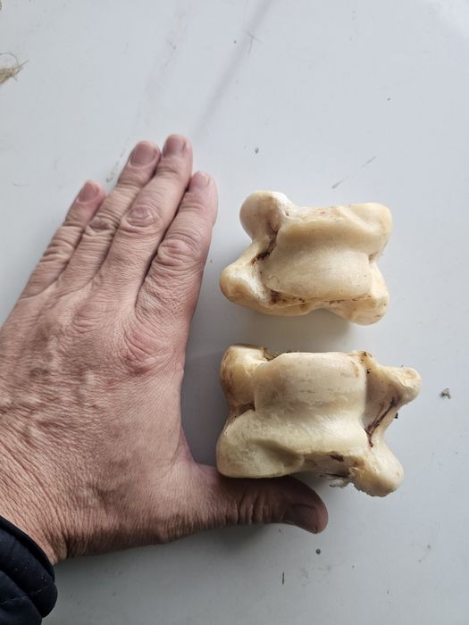 Асички, асық улкен