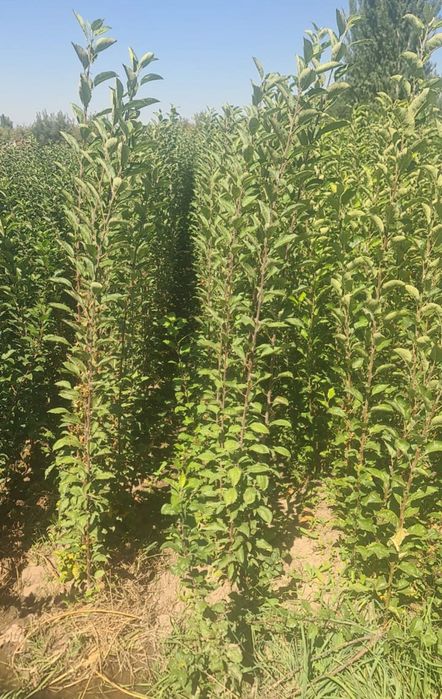 Саженцы яблони местные