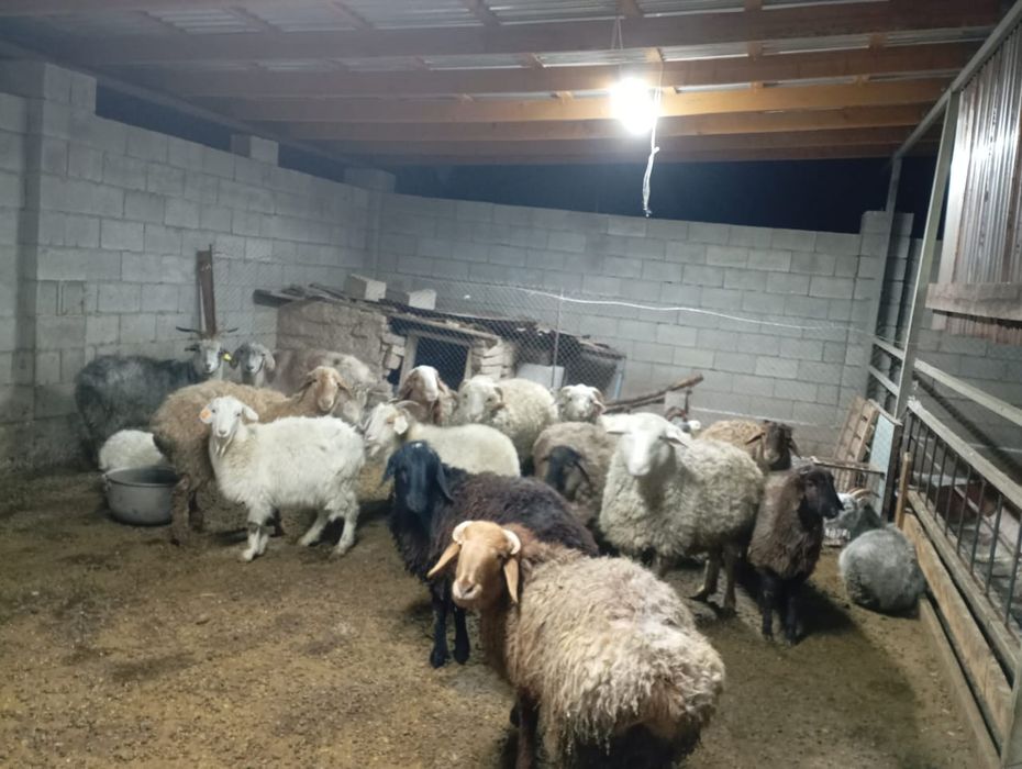 Продам баранов жирных