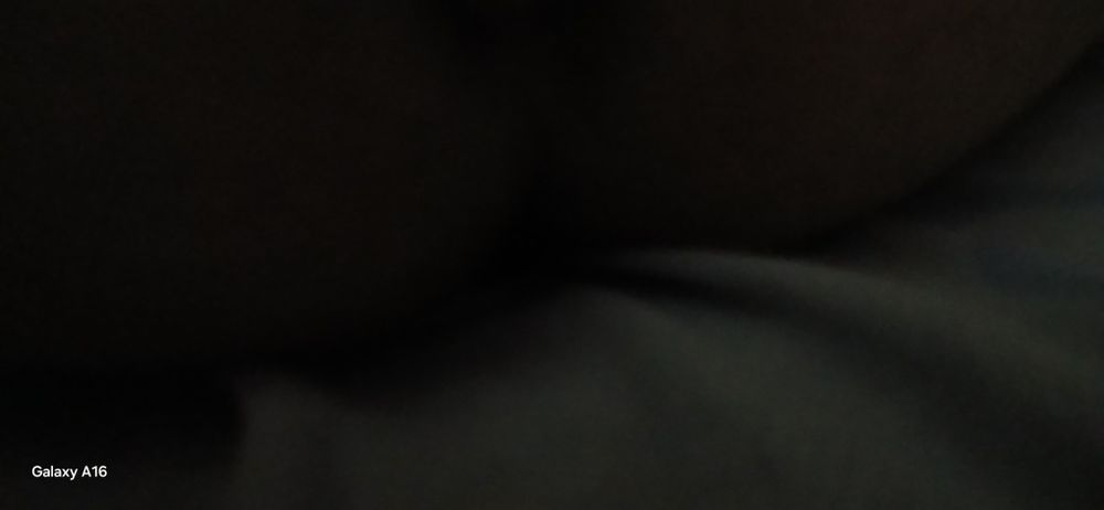 Даром даром даром кошка