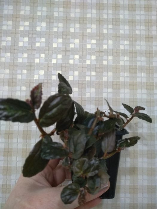 Продам комнатные цветы