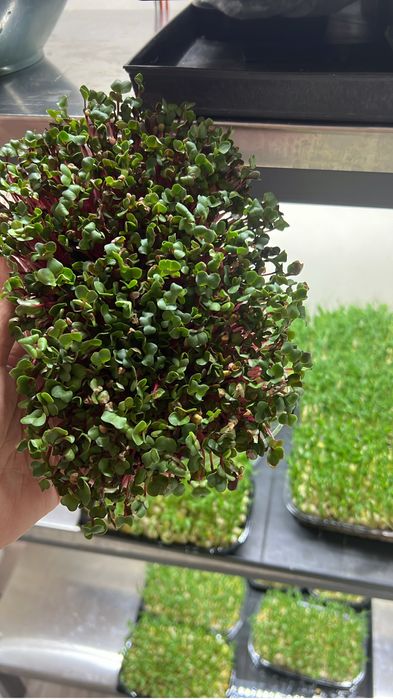 Микрозелень на кшт