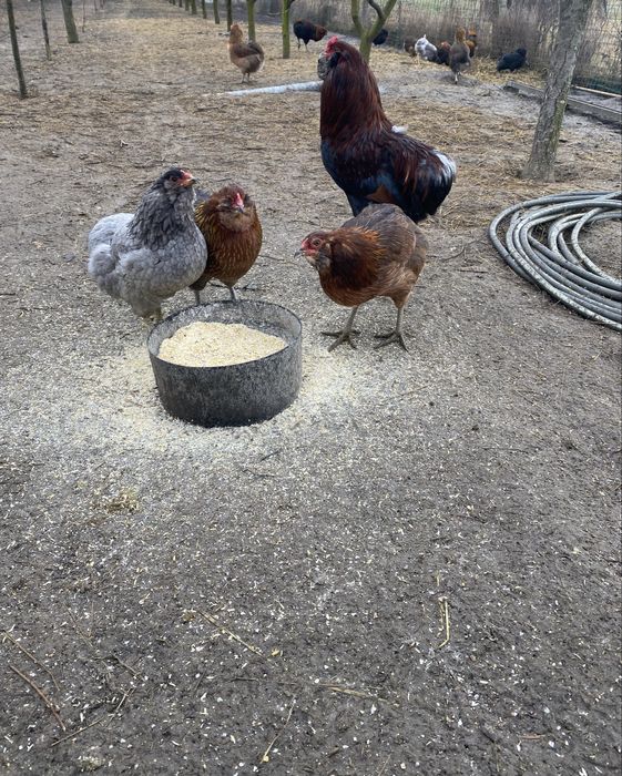 Vând pui de o zi rasa Araucana.