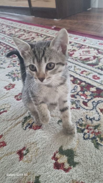 Котенки отдам даром