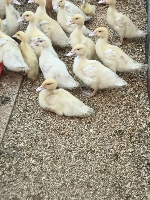Продам индоутят Гримо