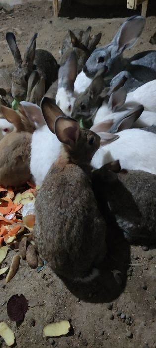 Кролики породы Бабочка