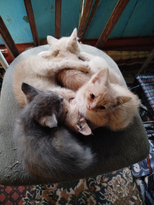 Отдам котят в хорошие руки
