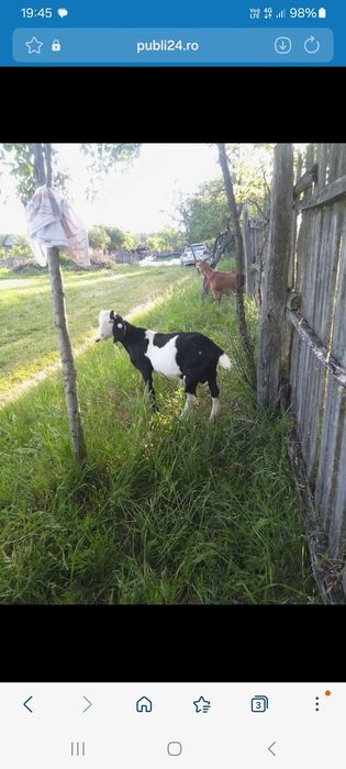 Animalele de ferma capre