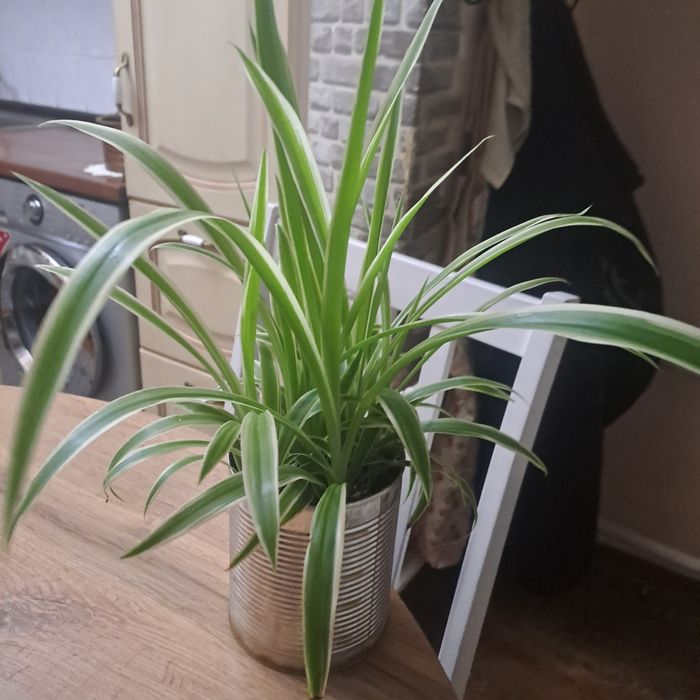 Хлорофитрум продам